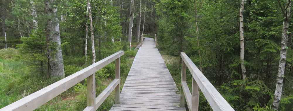 Bild von einem Weg im Moor