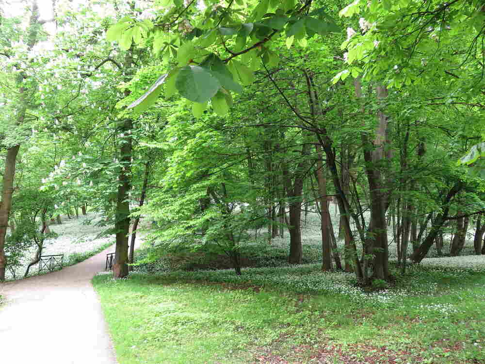 Ein Weg im Park als Symbol für die Entwicklung neuer Perspektiven bei Long Covid und ME/CFS