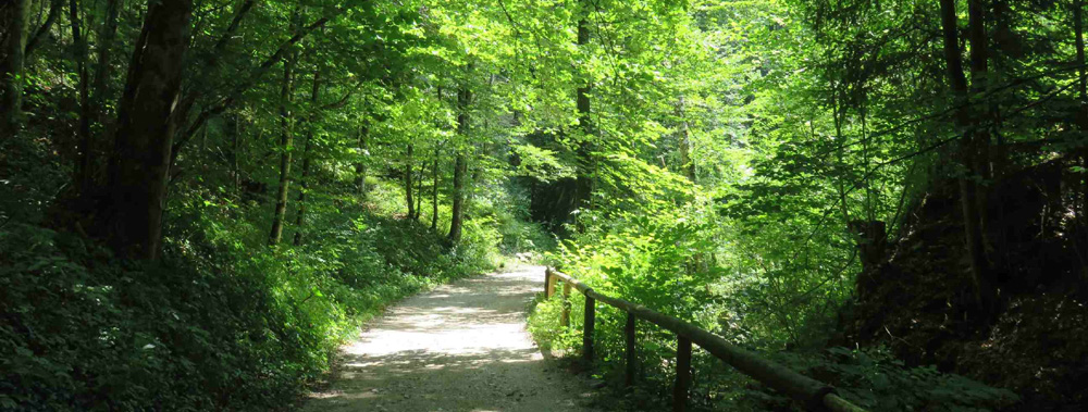 Bild von einem Waldweg