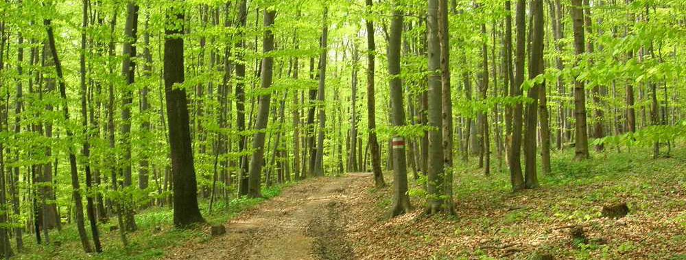Bild von einem Waldweg im Wienerwald