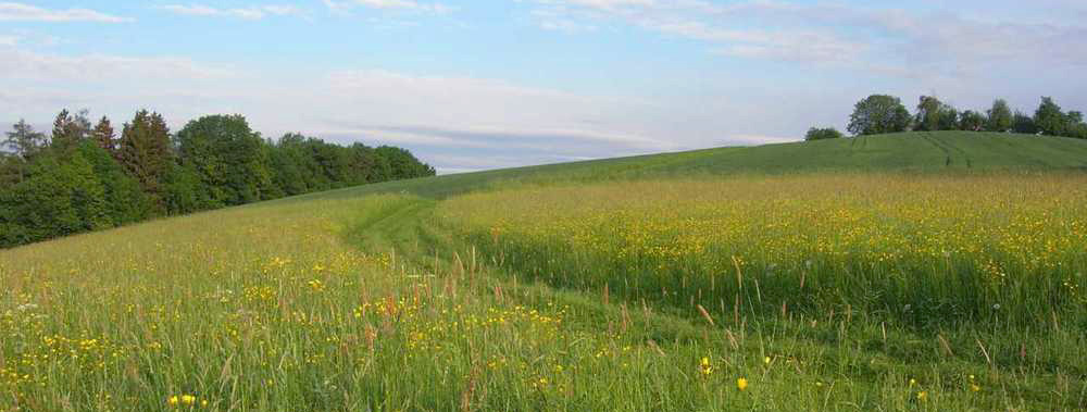 Bild von einem Wiesenweg